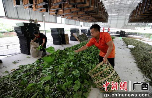 廣西融安縣種桑養(yǎng)蠶工廠化 結(jié)出脫貧致富繭，農(nóng)作物種子經(jīng)營助農(nóng)增收