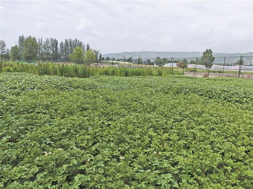 高原種業(yè)考官 為植物新品種驗(yàn)明身份，保障農(nóng)作物種子經(jīng)營