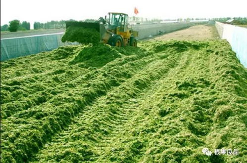 各種經(jīng)濟(jì)作物如何施用生物有機(jī)肥 上篇 農(nóng)作物種子經(jīng)營