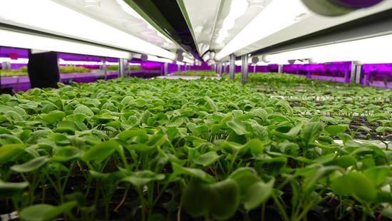 跨界創(chuàng)新 LED制造商進(jìn)軍蔬菜與農(nóng)作物種子經(jīng)營