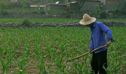 河北三權分置土地改革新動向 農(nóng)民有望成為集體資產(chǎn)股東，助力農(nóng)作物種子經(jīng)營發(fā)展